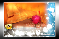 ROSE-ON-LOTUS-FEET-OF-BHAGAWAN-SRI-SATHYA-SAI-BABA