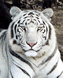 White Tiger